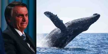 ഉല്ലാസയാത്രാ വീഡിയോ പുറത്ത്, തിമിംഗലത്തെ ശല്യം ചെയ്ത് ബ്രസീൽ മുൻ പ്രസിഡന്‍റ്, ബോൽസെണാറോയെ ചോദ്യം ചെയ്ത് പൊലീസ്