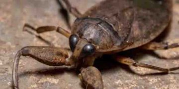 മനുഷ്യന്‍റെ കാല്‍വിരലുകളില്‍ കടിക്കുന്ന കീടങ്ങള്‍ പെരുകുന്നെന്ന് റിപ്പോര്‍ട്ട്