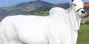 പത്തോ ഇരുപതോ കോടിയല്ല, ഇന്ത്യക്കാരി പശുവിനെ ബ്രസീലിൽ വിറ്റ വില കേട്ടാൽ ഞെട്ടും