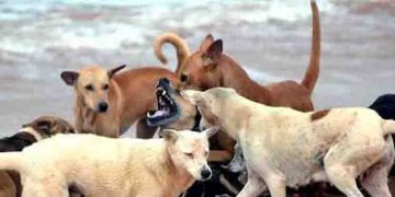 അയൽവീട്ടിൽ നിന്ന് നായകളുടെ നിർത്താതെയുള്ള കുര, പരിശോധനയിൽ പിടികൂടിയത് 142 നായകളെ