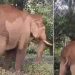 ചക്കക്കൊമ്പൻ പശുവിന്റെ നടുവൊടിച്ചു; പശുവിനൊപ്പമുണ്ടായിരുന്ന സ്ത്രീ ഓടി രക്ഷപ്പെട്ടു
