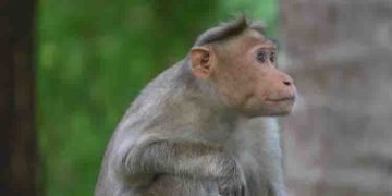 ചേർത്തലയിൽ തലവേദന സൃഷ്ടിച്ച് കുരങ്ങ് ശല്യം; ചെറിയ പൂച്ചകളെയും, പട്ടിക്കുഞ്ഞുങ്ങളെയും കൊല്ലുന്നത് ആശങ്കയാകുന്നു