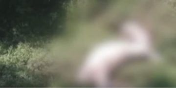 വയനാട്ടിൽ വീണ്ടും കടുവയുടെ ആക്രമണം ; 2 പശുക്കളെ കൊന്നു