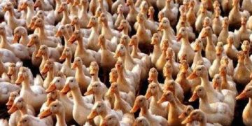 പക്ഷിപ്പനി പ്രതിരോധത്തിന് എസ്ഒപി പുറത്തിറക്കി