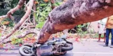 കോഴിക്കോട്ട് സ്കൂട്ടറിൽ വന്ന യാത്രികന്റെ ദേഹത്തേക്ക് പൊടുന്നനെ മരം കടപുഴകി വീണു