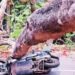 കോഴിക്കോട്ട് സ്കൂട്ടറിൽ വന്ന യാത്രികന്റെ ദേഹത്തേക്ക് പൊടുന്നനെ മരം കടപുഴകി വീണു