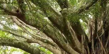 സസ്യങ്ങൾ കരയും, ശബ്ദമുണ്ടാക്കാനുള്ള കഴിവുണ്ട്- അമ്പരപ്പിച്ച് പഠനം, കണ്ടെത്തൽ ആദ്യം