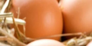 താറാവ്, കോഴി, കാട, മുട്ടയോ ഇറച്ചിയോ കാഷ്ടമോ വിൽക്കരുത്, കര്‍ശന നിയന്ത്രണം 28 തദ്ദേശ സ്വയംഭരണ പ്രദേശങ്ങളിൽ