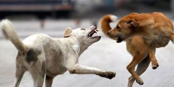 തെരുവുനായ് വിഷയം: 2023ലെ ചട്ടം പരിശോധിക്കാൻ ​ഹരജിക്കാരോട് സുപ്രീംകോടതി