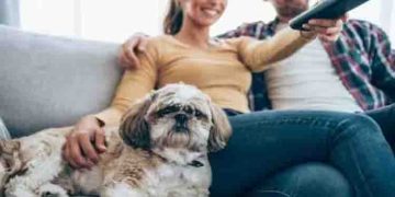 ഒരുകോടിയിലധികം പൂച്ചയും നായയും ടിവിക്ക് അടിമകൾ; പുതിയ പഠനം പറയുന്നത്