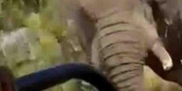 സഫാരി വാഹനത്തിന് പിന്നാലെ കാട്ടാന; വണ്ടി മറിച്ചിട്ടു, 80കാരിയ്ക്ക് ദാരുണാന്ത്യം, 5 പേർക്ക് പരിക്ക്