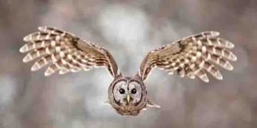 അഞ്ച് ലക്ഷം അധിനിവേശ മൂങ്ങകളെ 2050 ഓടെ വെടിവച്ച് കൊല്ലാൻ അമേരിക്ക