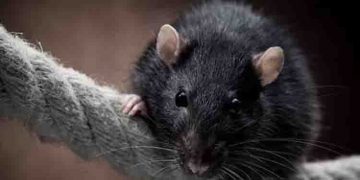 ശുചിമുറിയിൽ വച്ച് എലി കടിച്ചു, 76 -കാരന്റെ ആന്തരികാവയവങ്ങളുടെ പ്രവർത്തനം നിന്നു, ​ഗുരുതരാവസ്ഥയിൽ