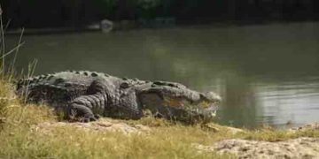 കർണ്ണാടകയിൽ ആറ് വയസുകാരനെ അമ്മ മുതലകളുള്ള തോട്ടിലേക്ക് എറിഞ്ഞ് കൊന്നു