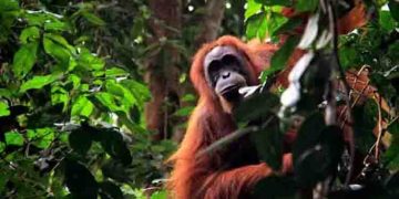 കവിളിലെ മുറിവിന് സ്വയം ചികിത്സിച്ച് ഒറാങ്ങൂട്ടാൻ, അമ്പരപ്പിക്കുന്ന നിരീക്ഷണവുമായി ഗവേഷകർ