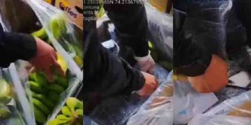 കപ്പലിൽ കൊണ്ടുപോകാനായി എത്തിച്ച വാഴയ്ക്കാ പെട്ടികൾ പൊളിച്ച് പൊലീസ്, കണ്ടെത്തിയത് 600 കിലോയിലെറെ കൊക്കെയ്ൻ