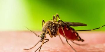 കോഴിക്കോട്, മലപ്പുറം ജില്ലകളിലെ 10 പേർക്ക് വെസ്റ്റ്‌നൈൽ ഫീവർ സ്ഥിരീകരിച്ചു