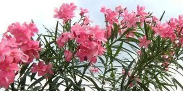 ക്ഷേത്രങ്ങളിൽ പ്രസാദത്തിലും നിവേദ്യത്തിലും ഇനി അരളി​പ്പൂ ഇല്ല