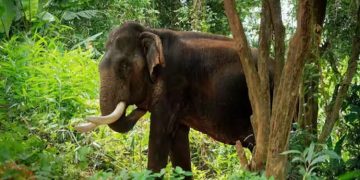 ആക്രമിക്കാനടുത്ത് കാട്ടാന, ബൈക്ക് ഉപേക്ഷിച്ചോടി തടി രക്ഷപ്പെടുത്തി യുവാവ്