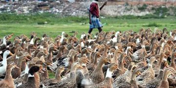 തിരുവല്ലയിൽ താറാവ് വളർത്തൽ കേന്ദ്രത്തിൽ പക്ഷിപ്പനി സ്ഥിരീകരിച്ചു