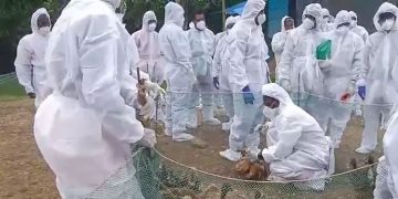 പക്ഷിപ്പനി: നിരണത്ത് ആറായിരത്തോളം താറാവുകളെ കൊന്നൊടുക്കൽ തുടങ്ങി