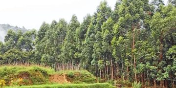 വയനാട്ടിൽ വീണ്ടും യൂക്കാലിപ്റ്റസ് ആശങ്ക മുളക്കുന്നു