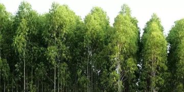 വിലക്കുകൾക്കിടെ യൂക്കാലി മരങ്ങൾ നടാൻ കെ.എഫ്.ഡി.ഡിക്ക് കേന്ദ്ര, സംസ്ഥാന സര്‍ക്കാറുകള്‍ അനുമതി നൽകി