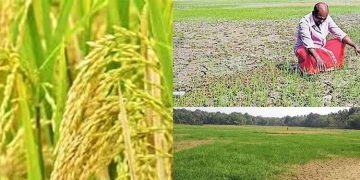 പാടശേഖരങ്ങള്‍ കണ്ണീര്‍പ്പാടങ്ങളായി: നെല്ലുത്പാദനം പകുതിയായി കുറഞ്ഞുവെന്ന് കേരള കര്‍ഷക സംഘം