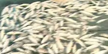 പെരിയാർ മത്സ്യക്കുരുതി; പരിശോധന കർശനമാക്കി മലിനീകരണ നിയന്ത്രണ ബോർഡ്, അന്വേഷണ റിപ്പോർട്ട് കൈമാറി സബ് കളക്ടർ