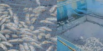 തൃശൂരില്‍ കനോലി കനാലില്‍ കൂടുകെട്ടി കൃഷി ചെയ്തിരുന്ന മത്സ്യങ്ങള്‍ ചത്തുപൊങ്ങി