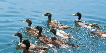 പായിപ്പാട് പക്ഷിപ്പനി: 18,000 താറാവുകളെ കൊലപ്പെടുത്തും; മേഖലയിൽ പക്ഷി, മുട്ട വിൽപന നിരോധിച്ചു