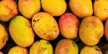 പ്രമേഹരോ​ഗികളുടെ ശ്രദ്ധയ്ക്ക് ; നിങ്ങൾ മാമ്പഴം കഴിക്കാറുണ്ടോ?