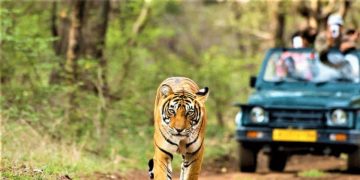 വന്യജീവി സംഘർഷം; വിദേശരാജ്യങ്ങളിലെ പ്രതിരോധ മാർഗങ്ങൾ പകർത്താൻ തീരുമാനം
