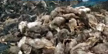 തിരുവല്ലയിൽ പക്ഷിപ്പനി സ്ഥിരീകരിച്ചു