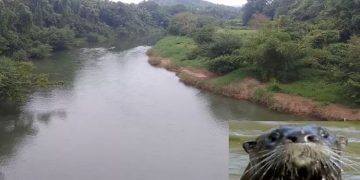 ഇരുവഴിഞ്ഞിപ്പുഴയിൽ കുളിക്കാനിറങ്ങിയ മൂന്ന് വിദ്യാർഥികൾക്ക് നീർനായുടെ കടിയേറ്റു