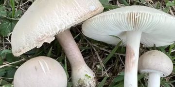 കൂൺ കഴിച്ച് ഒരു കുടുംബത്തിലെ നാല് പേർക്ക് ഭക്ഷ്യവിഷബാധ