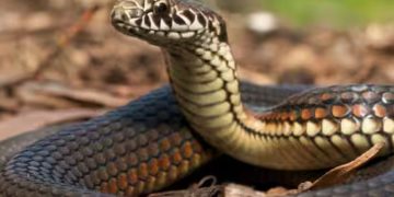 പാമ്പുകടിയേറ്റ് യുവാവ് മരിച്ചു; രണ്ടു ദിവസത്തിലധികമായി ​മൃതദേഹം ​ഗം​ഗയിൽ മുക്കി കുടുംബം