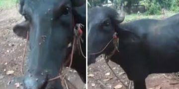 മിണ്ടാപ്രാണിയോട് ക്രൂരത; വീടിന് സമീപം കെട്ടിയിരുന്ന പോത്തിന്റെ വാൽ മുറിച്ച് സാമൂഹിക വിരുദ്ധർ