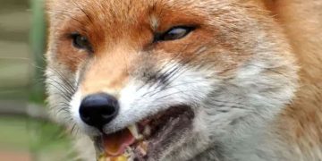 ഏഴു പേരെ കടിച്ച കുറുനരിക്ക് പേവിഷബാധ സ്ഥിരീകരിച്ചു