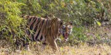 കടുവകളെ കയറ്റി അയയ്ക്കാൻ ഇന്ത്യ, ഈ വര്‍ഷം നാലെണ്ണത്തിനെ കംബോഡിയയിലേക്ക് കൊണ്ടുപോകും