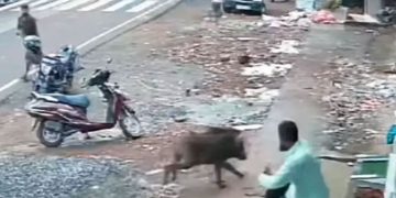 മലപ്പുറം വളാഞ്ചേരിയിൽ കാട്ടുപ്പന്നി ആക്രമണം; നാലു വയസുകാരി ഉൾപ്പെടെ ആറു പേർക്ക് പരിക്ക്