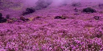 നീലക്കുറിഞ്ഞി ജൈവവൈവിധ്യ പഠനോത്സവം: ബ്ലോക്ക് തല ക്വിസ് മത്സരം മെയ് ഏഴിന്