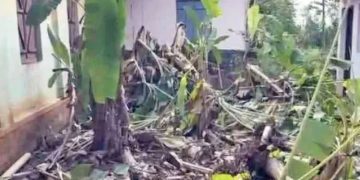 തോ​ല്‍പ്പെ​ട്ടി​യി​ല്‍ കാ​ട്ടാ​ന​ശ​ല്യം രൂ​ക്ഷം; സ്‌​കൂ​ളി​ലെ വാ​ഴ​ത്തോ​ട്ടം ന​ശി​പ്പി​ച്ചു