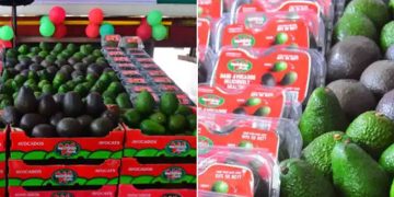 ആയിരത്തിൽ നിന്ന് മുന്നൂറ് രൂപയിലേക്ക്! നികുതി കുറഞ്ഞു, കേരളത്തിൽ വരവ് കൂടും; ഇനി ഇഷ്ടംപോലെ അവക്കാഡോ കഴിക്കാം