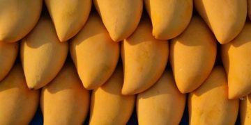 ഖത്തറിലെ സൂഖ് വാഖിഫിൽ ഇന്ത്യൻ മാമ്പഴ മേള സംഘടിപ്പിക്കുന്നു