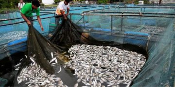 പെരിയാറില്‍ അപകടകരമായ രീതിയില്‍ അമോണിയയും സള്‍ഫൈഡും ; കുഫോസ് പഠനസമിതി റിപ്പോര്‍ട്ട്