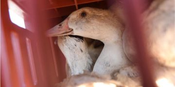 പത്തനംതിട്ടയിൽ വീണ്ടും പക്ഷിപ്പനി സ്ഥിരീകരിച്ചു