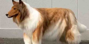 നായയായി ജീവിച്ച് മടുത്തു ഇനി ഒരു പാണ്ടയോ പൂച്ചയോ ആവണം; 12 ലക്ഷം മുടക്കി നായ കോസ്റ്റ്യൂം ഉണ്ടാക്കിച്ച യുവാവ്