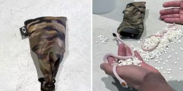 യാത്രക്കാരന്‍റെ പാന്‍റിനുള്ളിലെ ചെറിയ ബാഗ്, സംശയം തോന്നി തുറന്നു; ഞെട്ടൽ, കടത്താൻ ശ്രമിച്ചത് ചെറിയ പാമ്പുകളെ