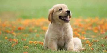 നായകളെ ഉപയോഗിച്ചുള്ള ‘പപ്പി യോഗ’യ്ക്ക് വിലക്കുമായി ഇറ്റലി